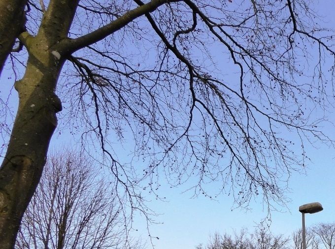 Askov Nygård. Når man går fra Kirken, kommer man til Præstegården, ned til Nygård. Der drejer man ned ad den lille sti, til  Grønvang skov.