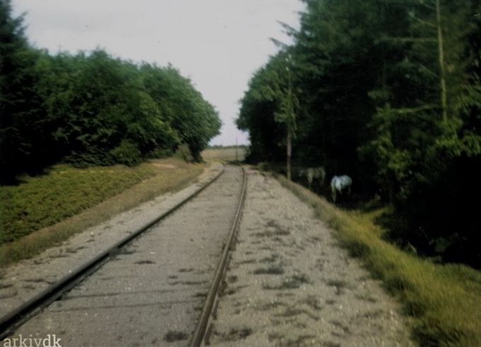 Troldhedebanen, sporet gennem Vejen Anlæg til Gesten, fotografet omkring 1940. Hestene på billedet tilhørte vognmand Schlünsen. Den bagerste hest hed Musse.
Et billede der ville være flot som et maleri.
Med de to heste der står i skovtykningen.
Jeg er sikker på at det må være det lille anlæg de står ved til højre,  og at det store anlæg er til venstre for skinnerne. Og uden indhegning .
