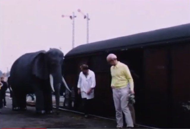 Jens D. Flansmose lavede denne fantastiske og livagtige elefant til Cirkus G.O. Gine i 1970.
Der var en af jer, der dengang jeg havde den oppe her på siden, som måtte fortælle mig at det ikke var en rigtig elefant. Man havde haft den på Vejen Banegårds perron og lavet en video af den, med to personer inde i den til at styre den.
Ejvind Munk Jensen
Jens Flansmose blev en uvurderlig del at teknikken i STUDIO 73 - jeg husker at vi i STRYMAND KARLSEN skulle bruge en solnedgang - det klarede Jens med en oversavet cirkel i Stål - og med en motor fra en vaskemaskine fik han den til at lukke langsomt - og med et spot så det så fantastisk ud, at publikum hver aften rejste sig og klappe i flere minutter - det var så livagtig Han lavede mange fantastiske løsninger igennem mange år. TV syd havde også flere gange brugt ham til at lave specielle ting, hvor de professionelle havde opgivet. Han var et fantastisk menneske, beskeden som i h......
Knud Dunkjaer Andersen
Der var ikke den opgave, ting jens ikke kunne lave har flere fantastiske værker fra ham, både Metal og træ.
Grethe Brinch Knudsen
Ejvind Munk Jensen det er rigtigt Ejvind, Jens var en multikunstner og et dejligt menneske. Hvor har vi haft mange gode og sjove oplevelser med ham i Studio 73.