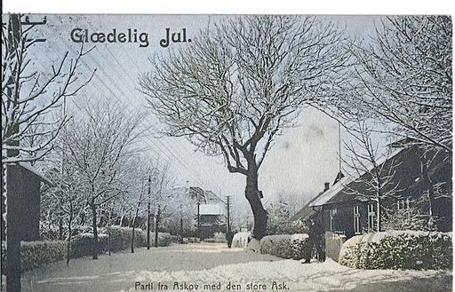 Parti fra Askov med den store Ask.
Det ældste træ i Askov og Vejen startede med at en fugl afleverede en klat med et Askefrø.
Det er utroligt at vide at Asketræet i Askov ved Vejenvej er 300 år gammel. Det står overfor Slagteren.
Der står.
I Danmark er ask målt op til 40 meter i højden og 1 meter i diameteren. Modne askebevoksninger bliver 25 – 30 meter høje med en knastfri stamme på 10 – 15 meter og en stammediameter på 0,6 – 1,5 meter. I skovdriften fælder man typisk ask når det er mellem 60-80 år. Ask kan blive 2-300 år.
Anne-Sofie Hedengran Vedel.
Da jeg var barn og på besøg hos min mormor og morfar i købmandsbutikken var der bestemte steder jeg måtte gå til når jeg var på egen hånd. Asketræer var så langt jeg måtte gå, så det har altid været noget særligt for mig. Jeg gik dog altid lige lidt længere så jeg kunne vinke til Simon Lervad der sad ved det sidste vindue.