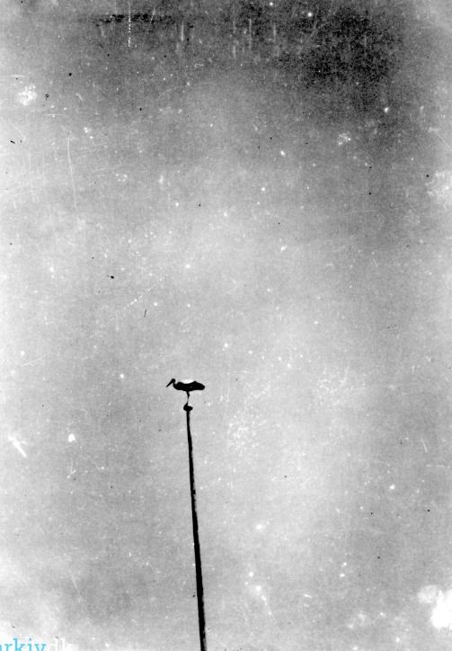 Storke på Vandamgård, Esbjergvej 31, Vejen, omk. 1932. Storkefar overnatter på flagstangen, når ungerne fylder for meget.
,,,,,,,,,,,,,,,,,,,,
Vandamgaard ligger Vest for Vejen St. lidt Syd for Landevejen Kolding-Esbjerg;
Jorderne, der er samlet ved Gaarden undtagen Mosen, som ligger særskilt,
bestaar af mild Lermuld paa Lerunderlag.
Terrænet er fladt, Kultur og Gødningskraft god, Jorden er drænet, og hele Arealet er merglet i 1922.